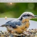 bowl bird feeder