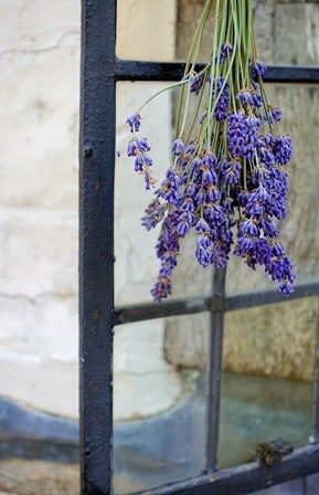 hanging lavender