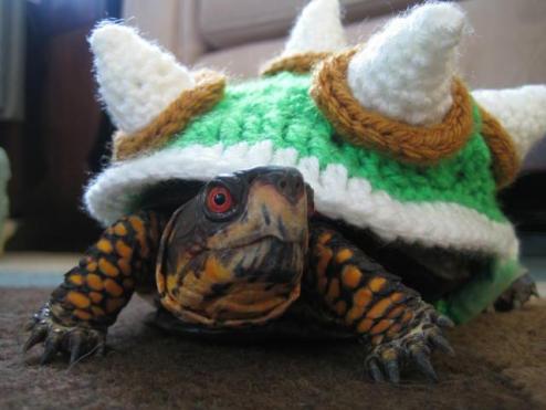 myrtle in a bowser sweater