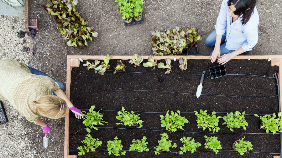 DIY Planter Box 2 raised bed plant 0416