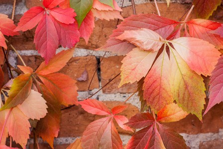 Colorful autumn leaf background