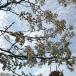 DIY bird feeder 6