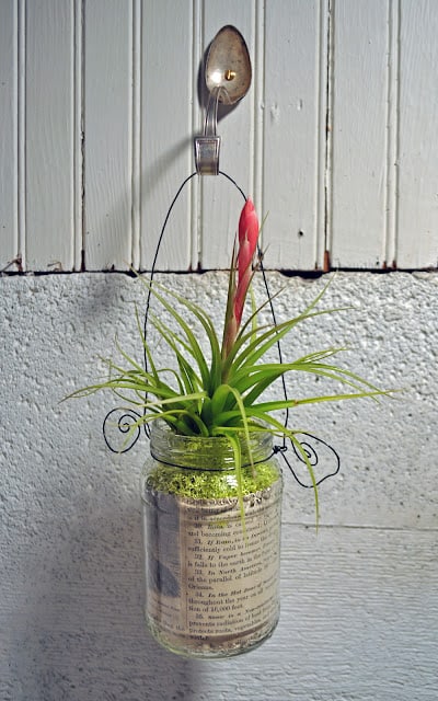 Jar Terrarium w bloom