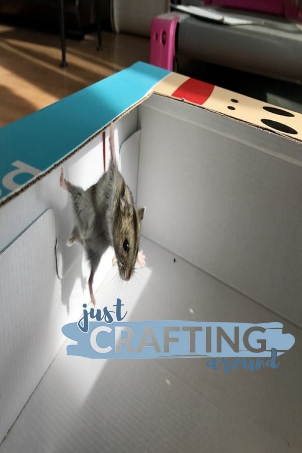 hamster in DIY box cage