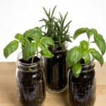 Three mason jars herb plants
