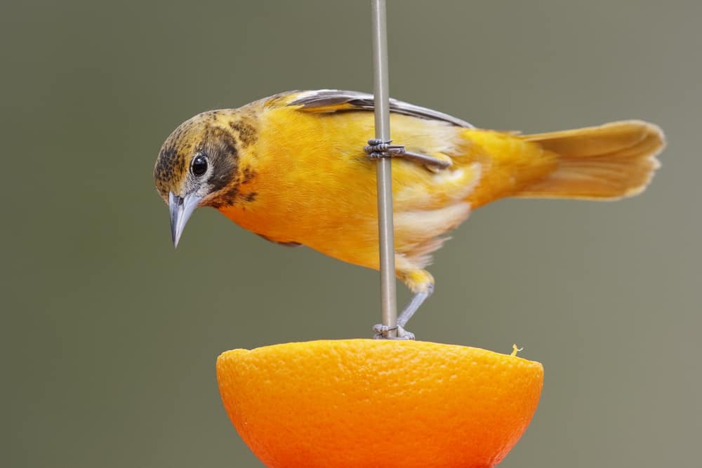 Using orange fruit as bird feeder