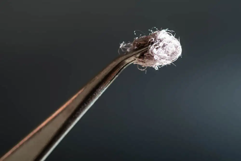 cotton fibers on top of tweezers