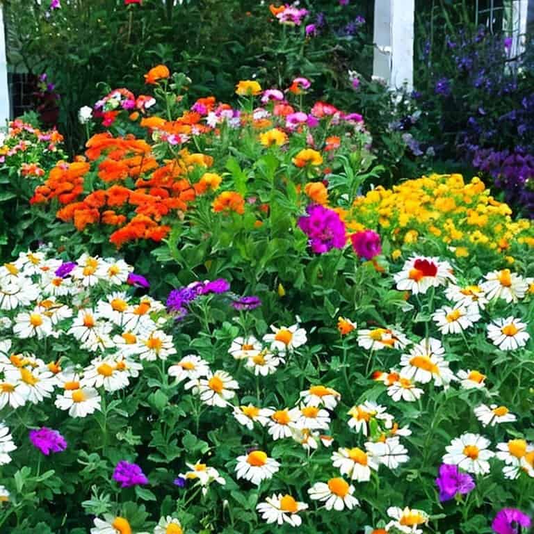 daisies petunias impatiens and marigolds