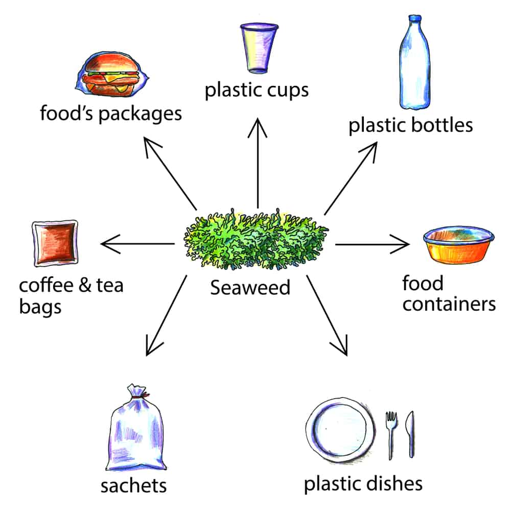 Bioplastic products examples from seaweed