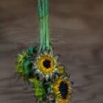 Drying out sunflowers