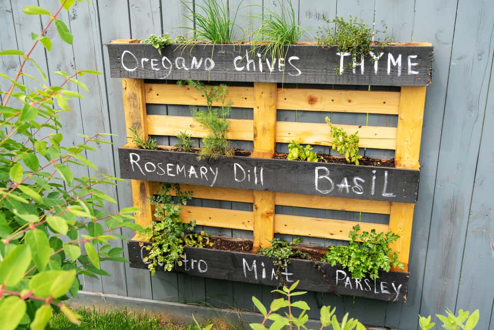 30 DIY Vertical Pallet Garden Ideas: Transform Your Space with Greenery and Creativity 4 Herb Pallet Garden