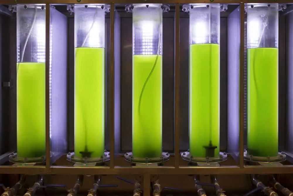 List of Sustainable Materials: An In-Depth Exploration 12 Photobioreactor in Algae fuel biofuel