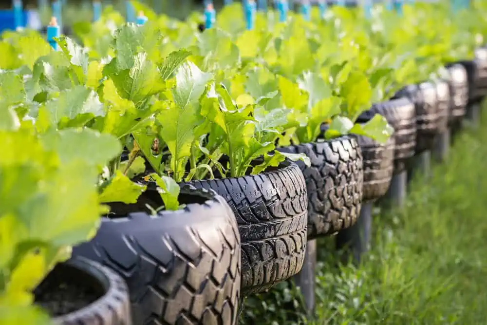 List of Sustainable Materials: An In-Depth Exploration 18 Recycle of tire used in organic vegetable farm