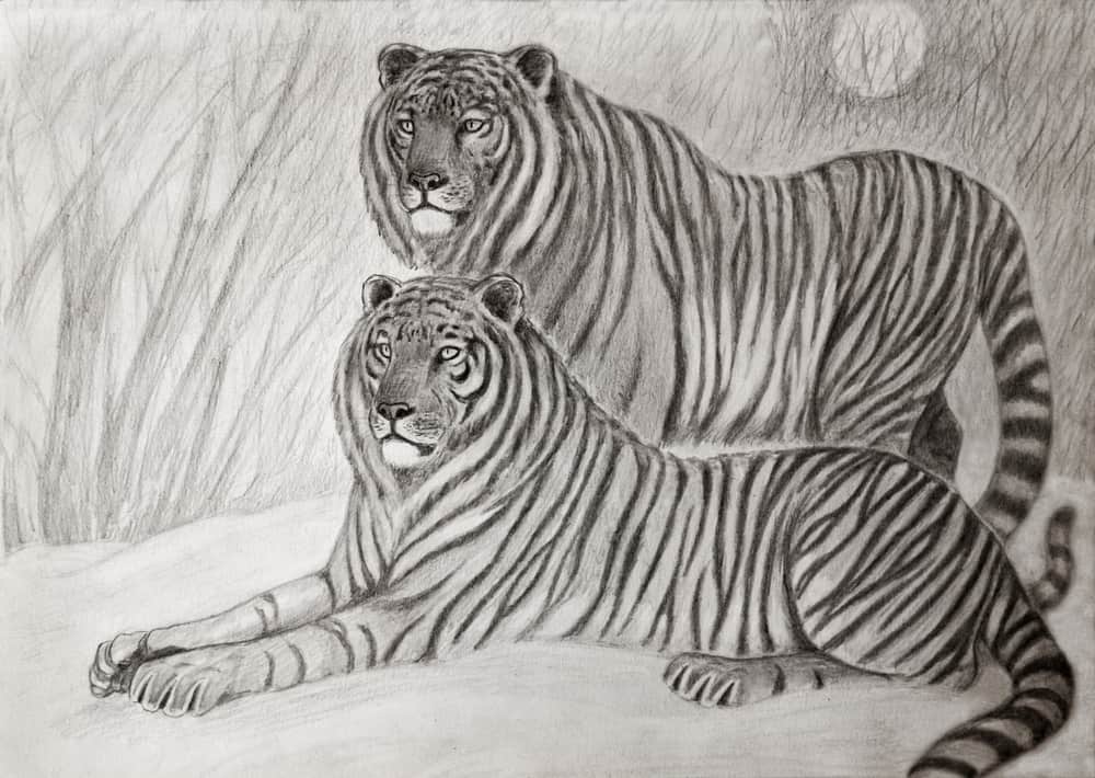 Siberian tigers couple charcoal drawing