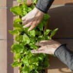 Small vegetable garden on the balcony