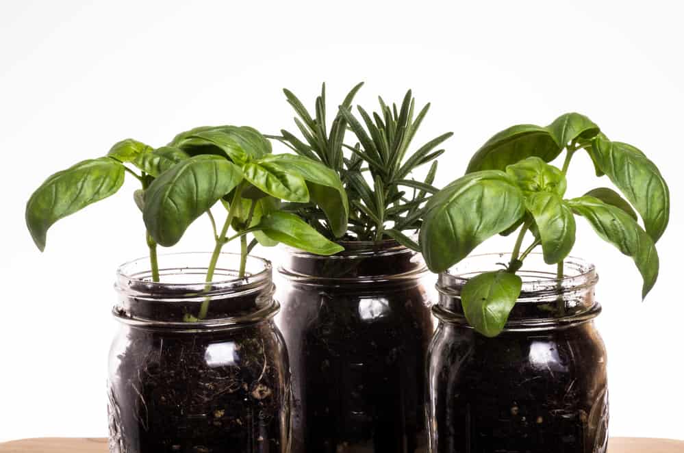 Three herb plants in mason jars