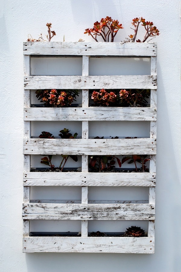 30 Diy Vertical Pallet Garden Ideas Transform Your Space With Greenery 30 Diy Vertical Pallet Garden Ideas Transform Your Space With Greenery