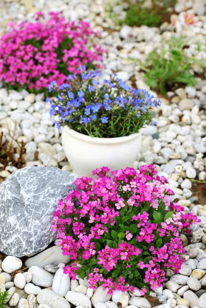 25 DIY Garden Rockery Ideas: Transform Your Garden with These Creative Projects 2 alpine plants in rock garden