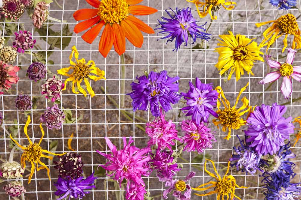 How to Dry Flowers Quickly A Comprehensive Guide JustCraftingAround